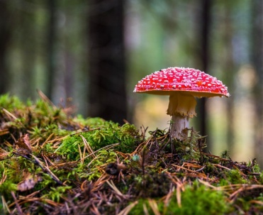 Mikołajki las